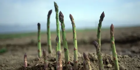 Młode pędy szparagów przebijają się przez ziemię, pokazując, jak rosną szparagi.